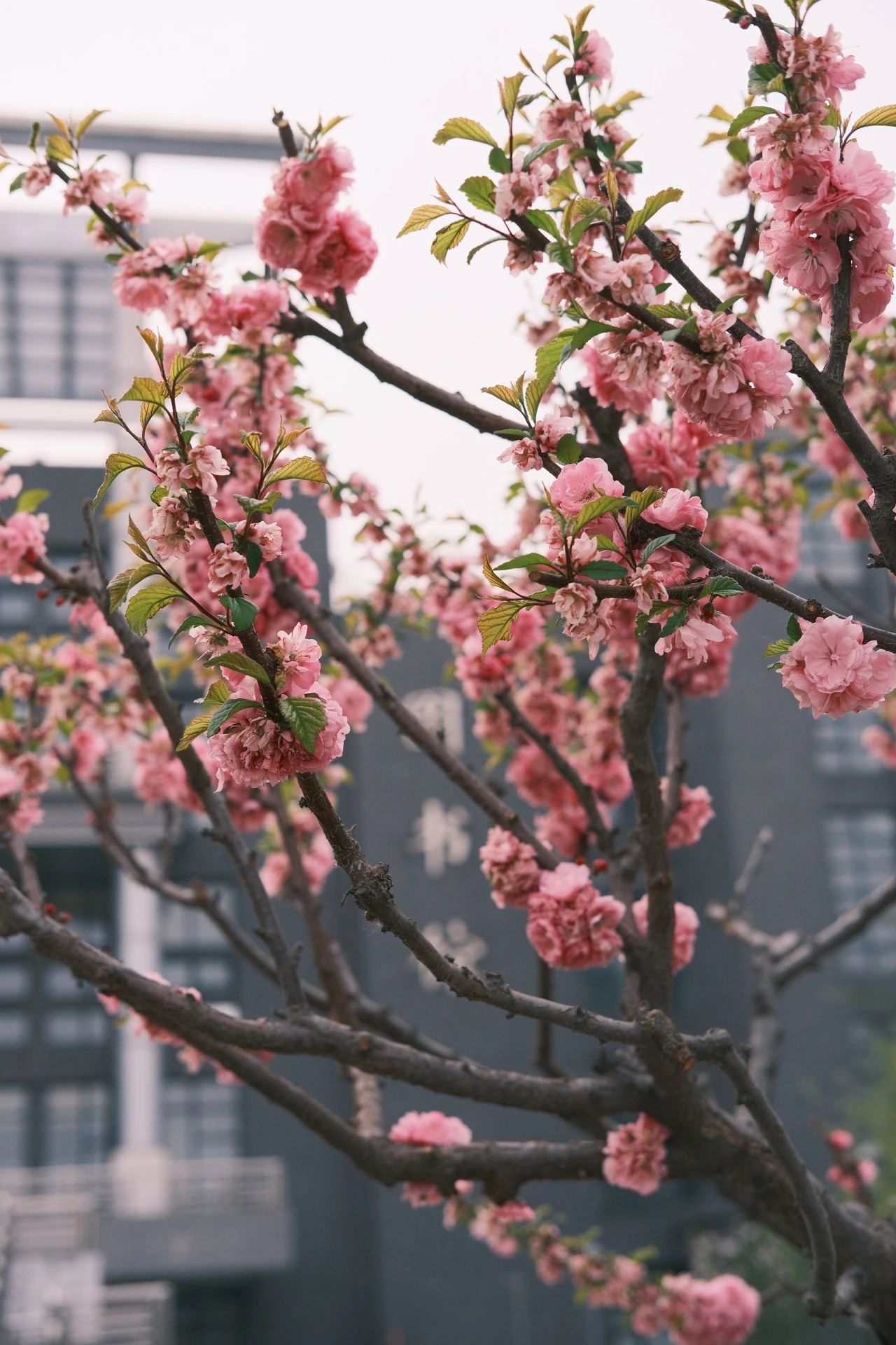 F6福鹿会_官方网站app下载