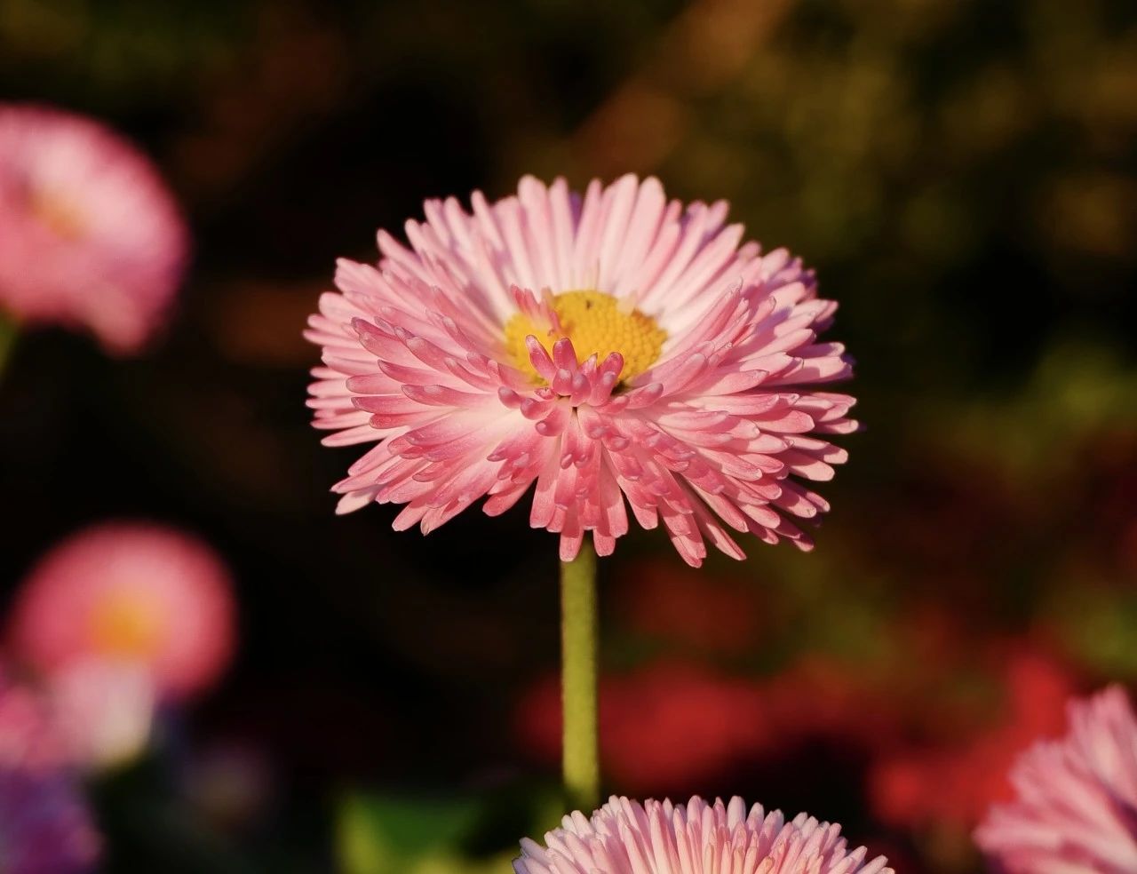 F6福鹿会_官方网站app下载