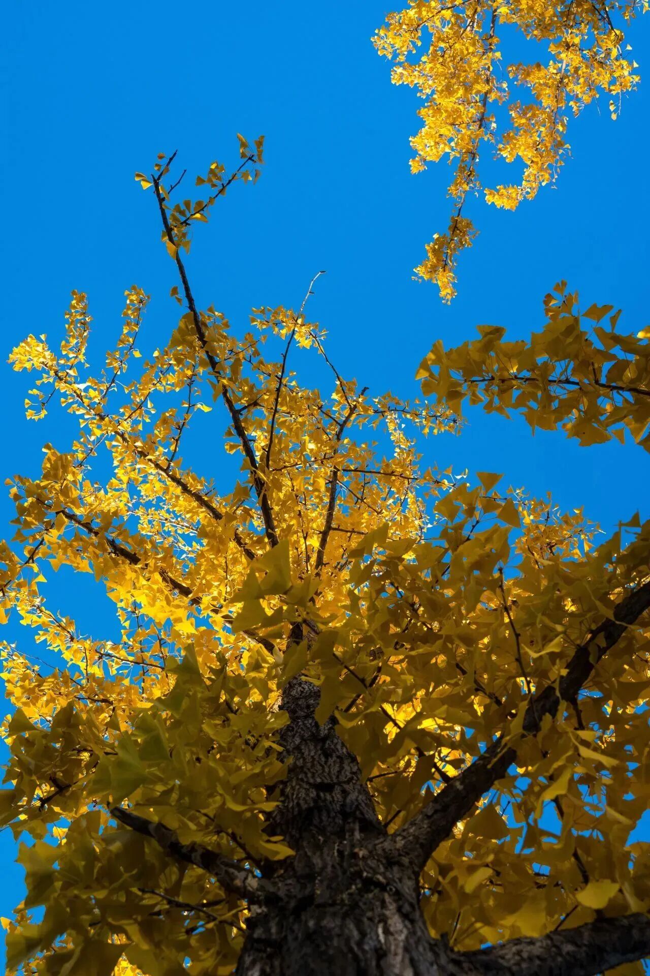 F6福鹿会_官方网站app下载