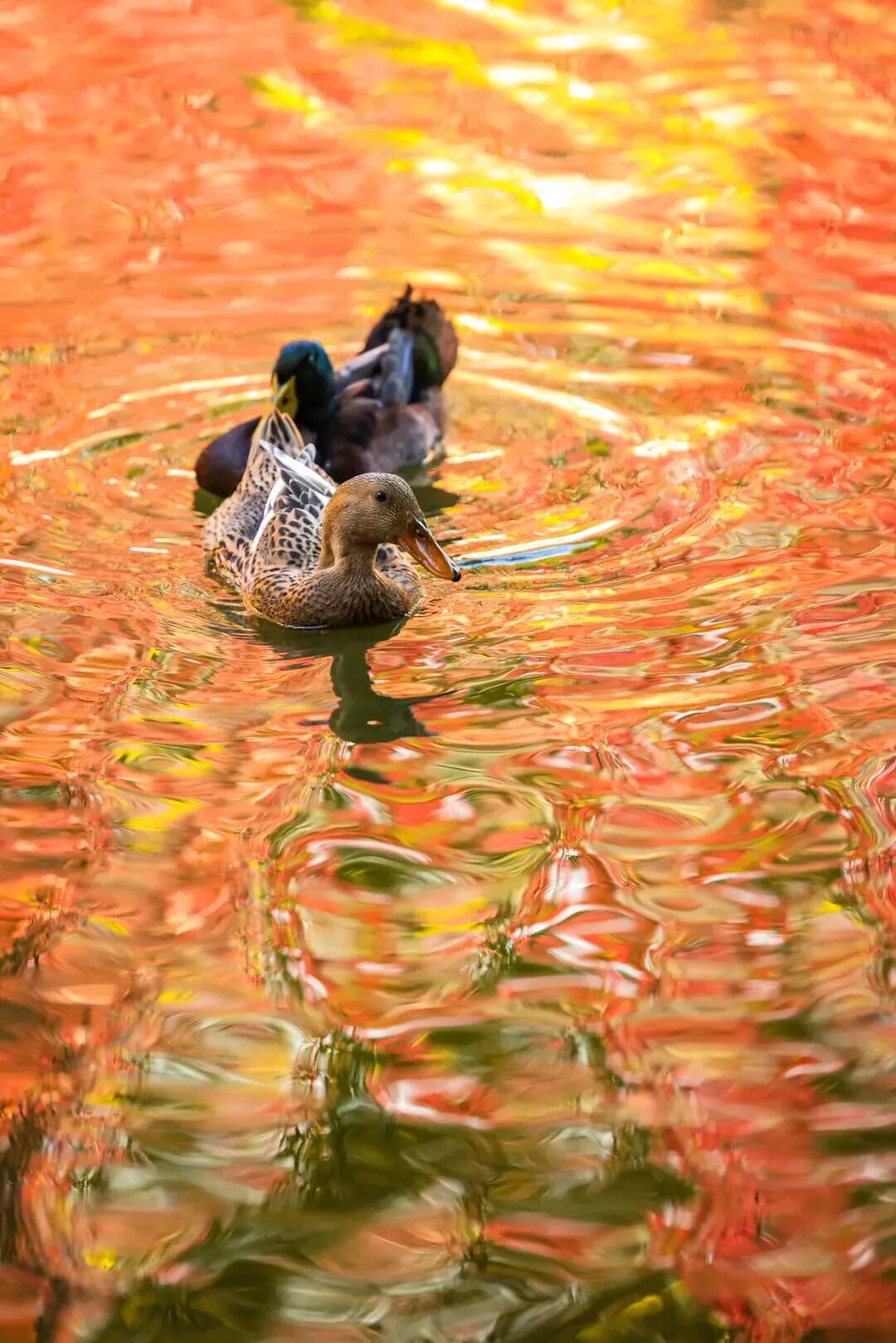 F6福鹿会_官方网站app下载