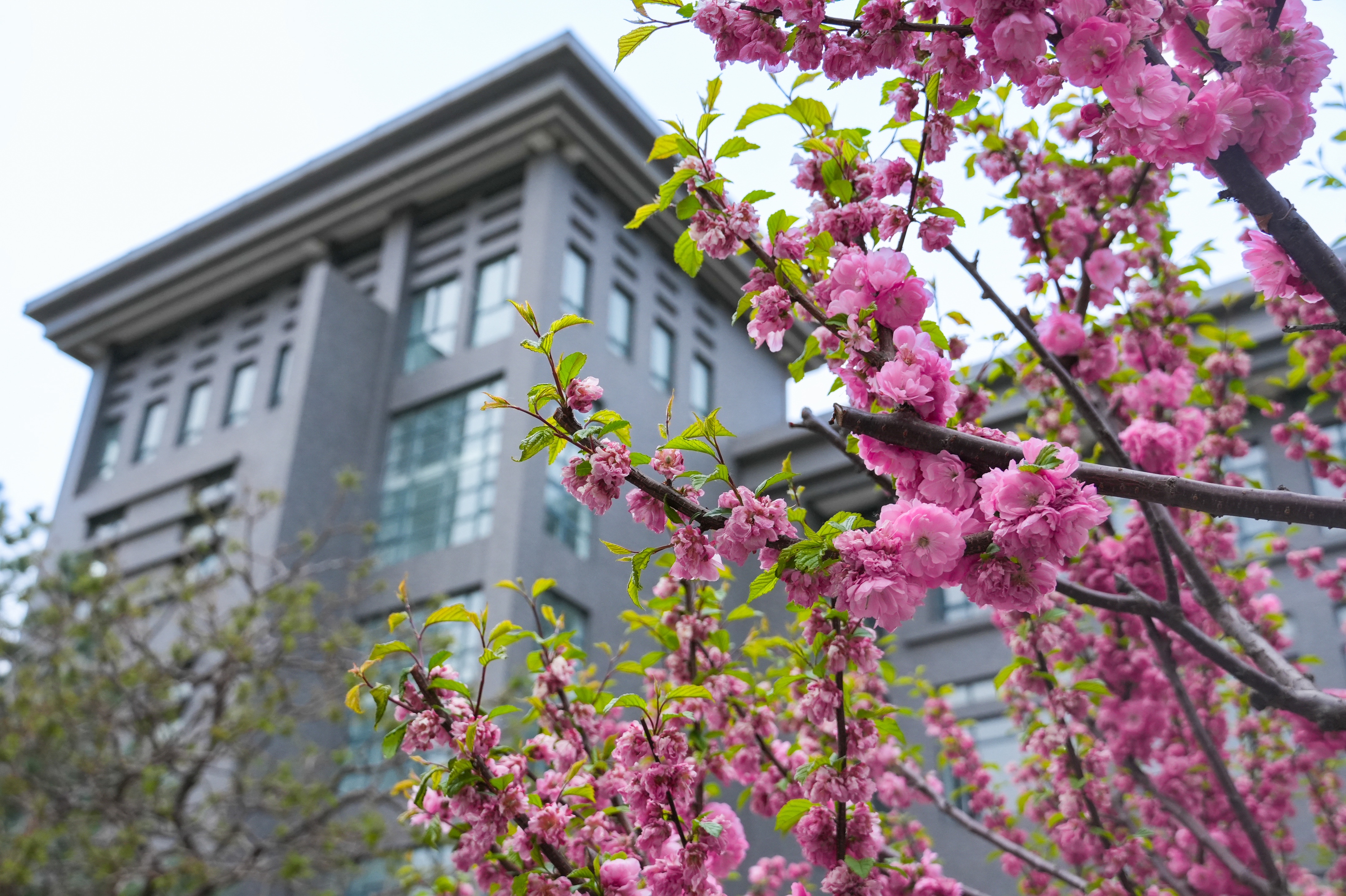 F6福鹿会_官方网站app下载