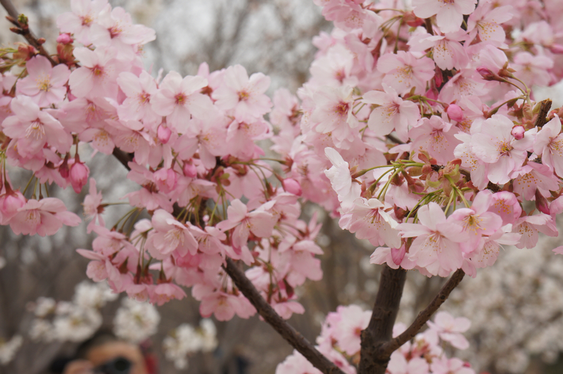 F6福鹿会_官方网站app下载