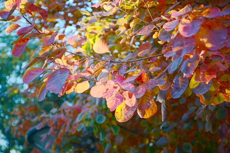 F6福鹿会_官方网站app下载