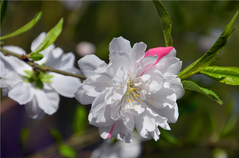 F6福鹿会_官方网站app下载