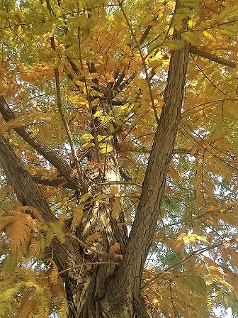 F6福鹿会_官方网站app下载